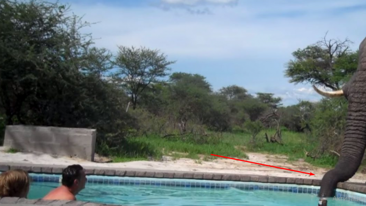 Tourists enjoyed their hot summer day at the pool, when suddenly an uninvited visitor showed up at their party