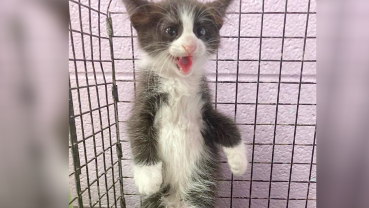 Sassy rescue kitten named ‘Spicy Chicken Nugget’ looking for home makes headlines for his interests