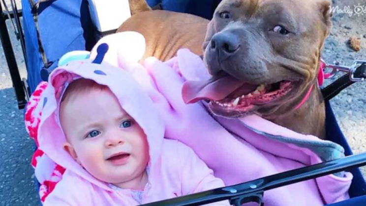 Pittie pup that couldn’t walk now chases around her little sister