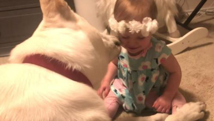Baby Girl Invades Dogs Personal Space To Kiss Him Prompting Response Family Did Not See Coming