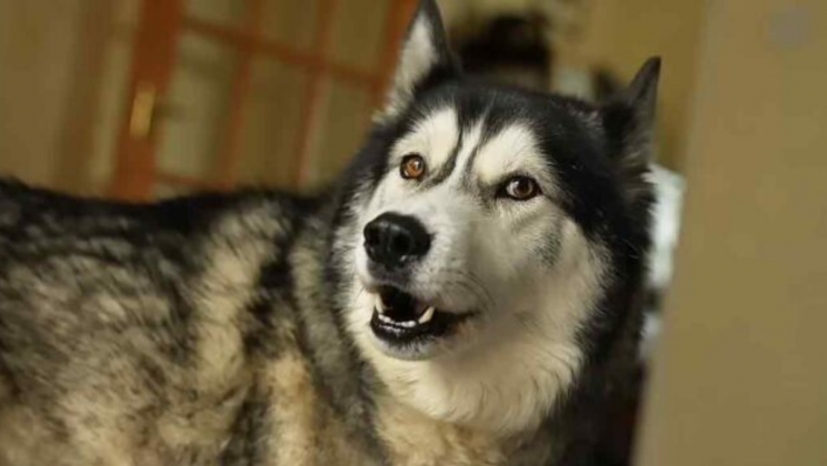 Talkative Husky bravely faces the thunderstorms by voicing his funny thoughts