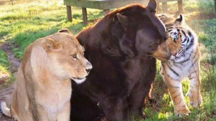 Lion, tiger, and bear become life-long friends