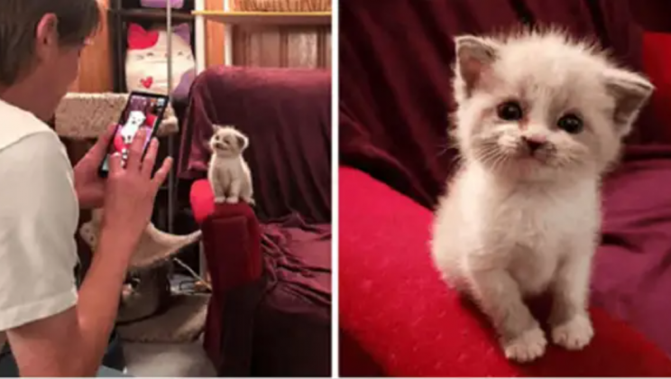 Thanks to a smiling, sweet kitty, all the cats at the orphanage got a chance to be adopted