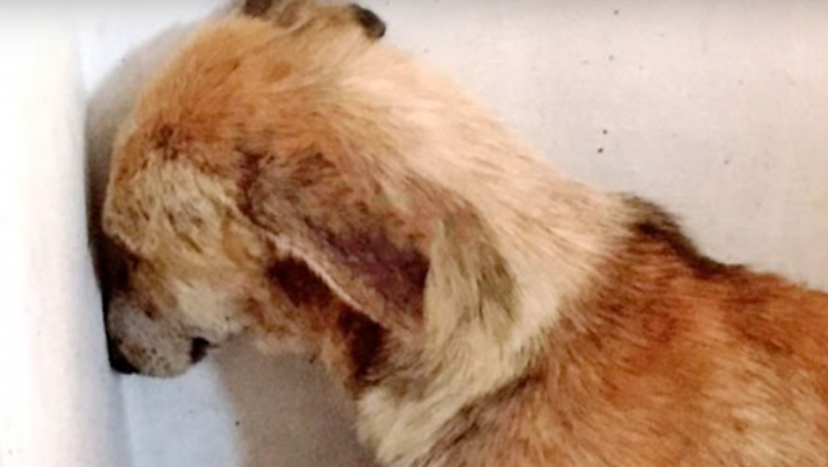 The dog was taken away from a bad owner, and it kept looking at the wall all the time