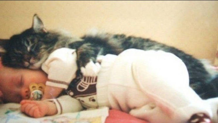 Cat saved a newborn baby that was cruelly left in a basement in a small box