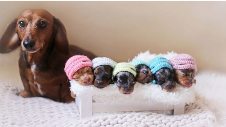 Maternity Photo Shoot Of A Dachshund With Her Newborn Sausages