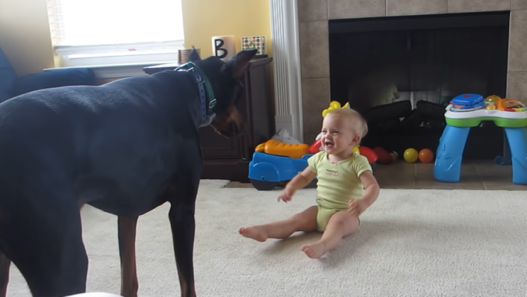 Doberman has a great time making a toddler laugh