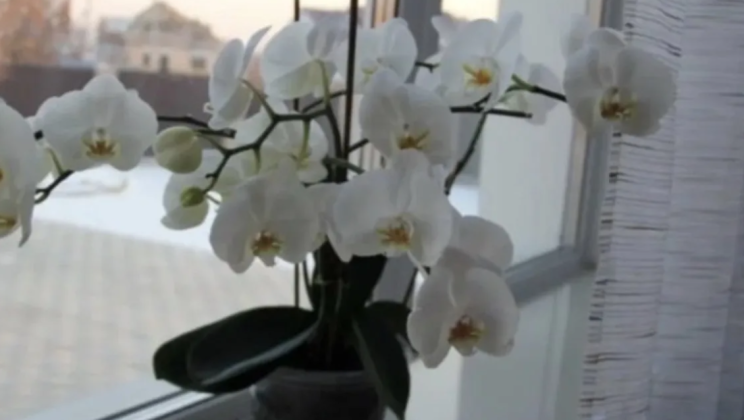 I gifted an orchid to a relative, and a day later I saw the flower in a dumpster. Went in to find out why.