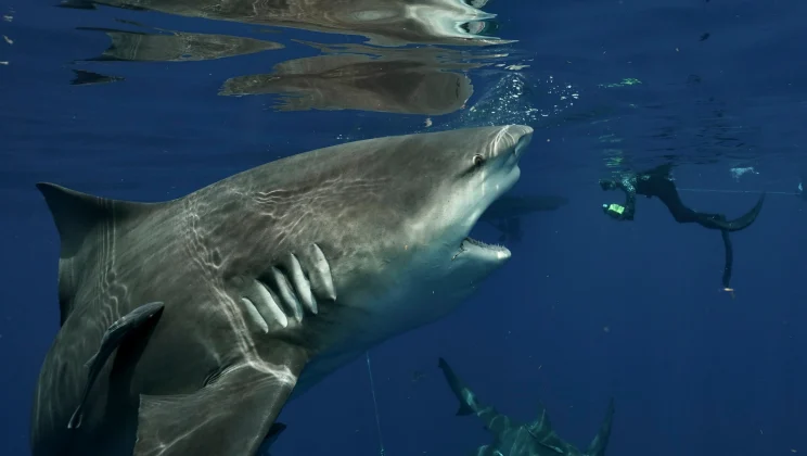 A diver has captured the incredible moment he came face to face with an abnormally gargantuan shark