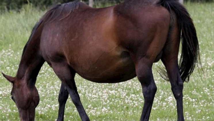 The breeder could not believe her eyes when she saw who her horse had given birth to.