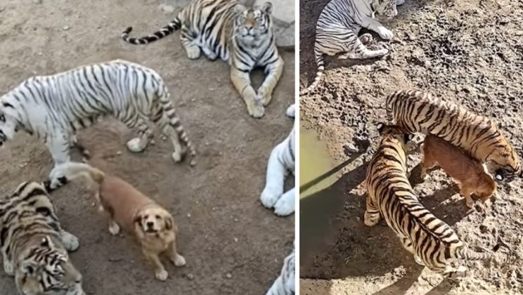 Zoo visitors were horrified to see a dog with tigers: what happened next surprised them even more