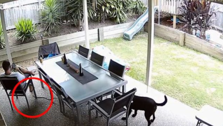 Deadly venomous snake noticed by brave dog—Saves his owner from snake attack