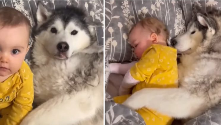 Husky Melts Hearts Hugging Baby Sister While They Sleep!