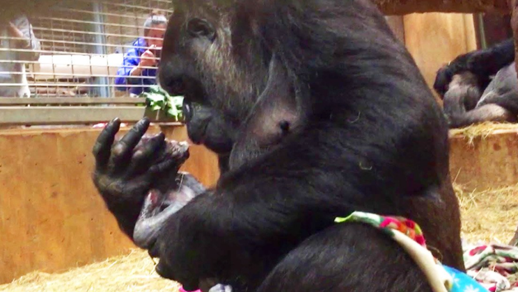 HEARTWARMING MOMENT MOTHER GORILLA GENTLY KISSES HER NEWBORN BABY AFTER GIVING BIRTH AT US ZOO