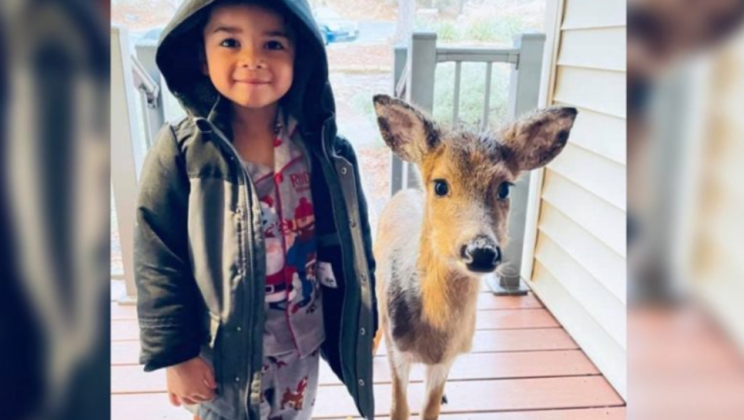 “A four-year-old boy went for a walk and came back with a baby deer. He claims it’s his new friend.: