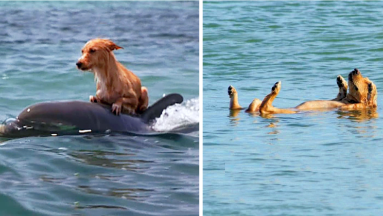 A Dog Falls Into Canal And Starts To Drown, Until Group Of Dolphins Saves Him In Incredible Manner