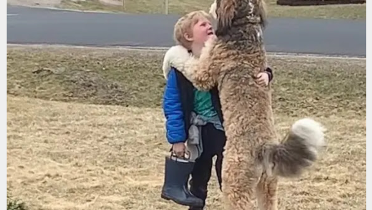 Bernedoodle melts 9.9M hearts hugging his little brother after school