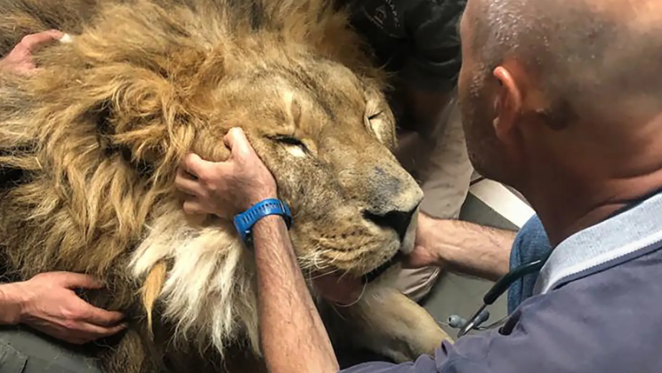 “World’s loneliest lion” returned to his natural habitat after 5 years trappedin cell