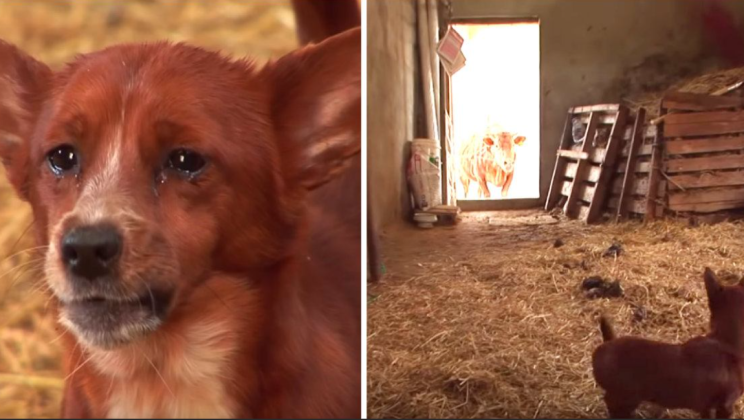 A sad dog was separated from the cow that raised him – the camera recorded the tearful moment in which they reunited again