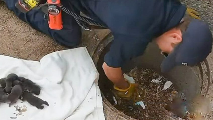 Firefighters pulled eight pups from the sewage, however they were not puppies at all.