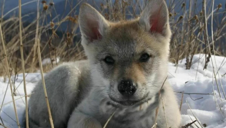 “The little one lived with her for about two months until he fully recovered.”