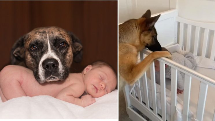 A newly adopted stray dog saved the life of a newborn baby in the middle of the night.