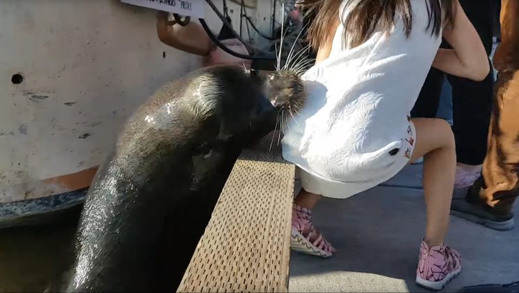 Shocking Moment: Sea Lion Drags Girl into Water in Startling Video