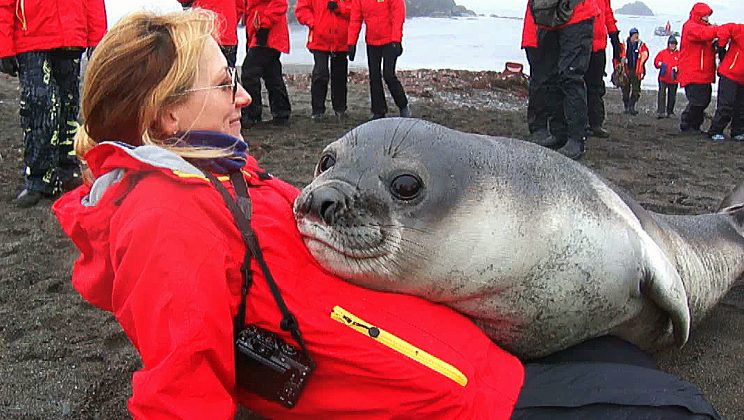 Adorable giant baby elephant seal surprised tourist and cuddled her up on a trip to Antarctic but there is a heartbreaking truth behind it