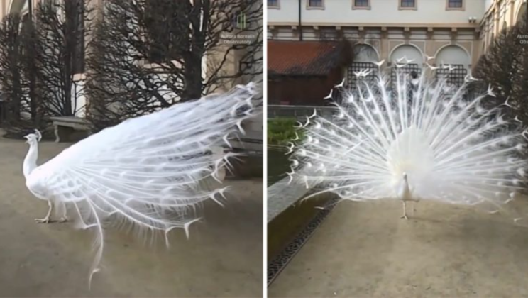 Stunning footage of majestic and exotic white peacocks fanning their beautiful feathers
