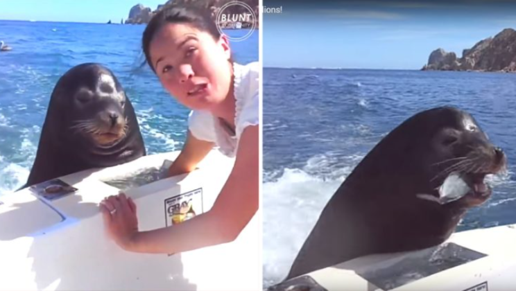 Hungry sea lion stays polite as he waits patiently for his turn to be fed and it is adorable