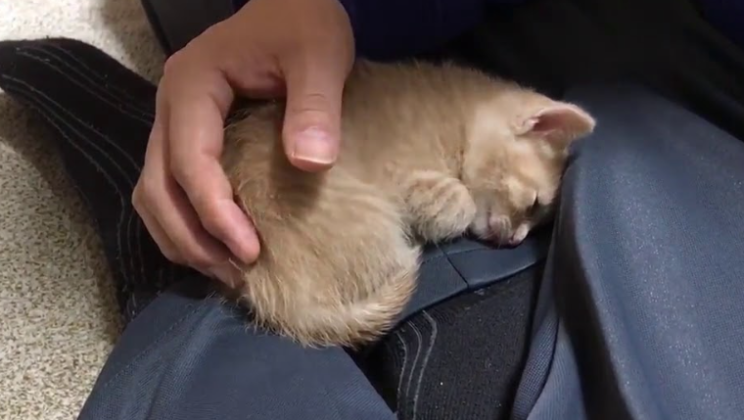 Kitten Comforts Upset Owner in the Most Adorable Way