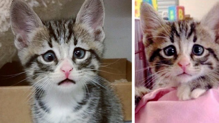 Kitten Born With Permanently Worried-Looking Eyes