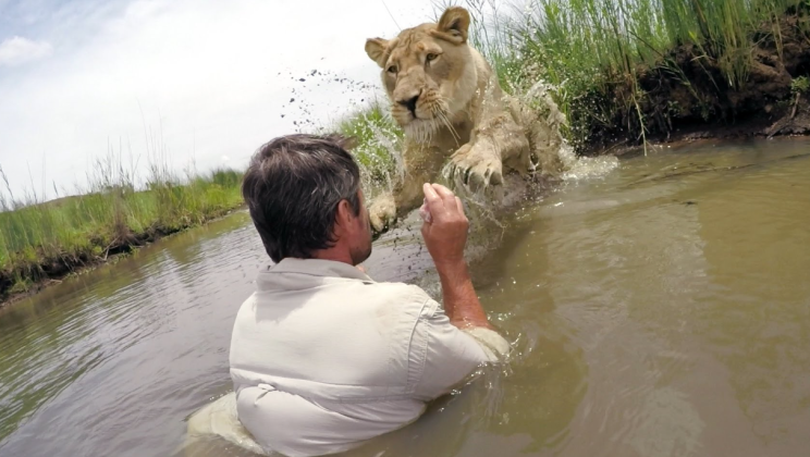 He saved a lioness’ life – 7 years later he ignored everyone’s warnings and approached her