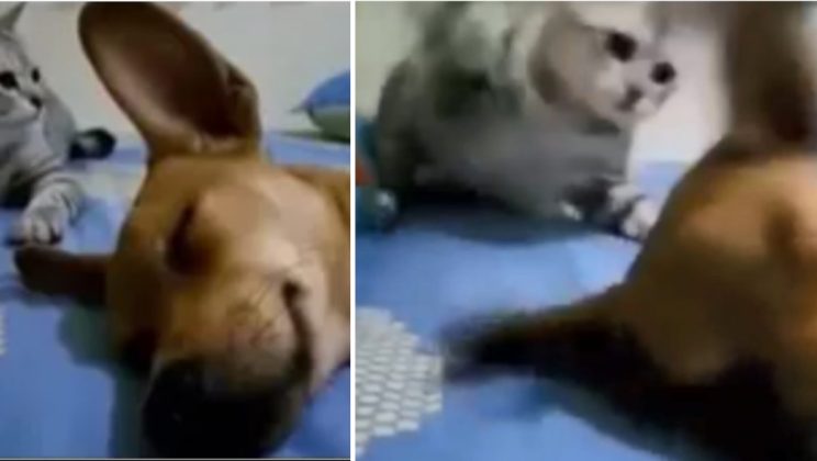 Hilarious moment when cat hits dog on the head for letting out a huge fart