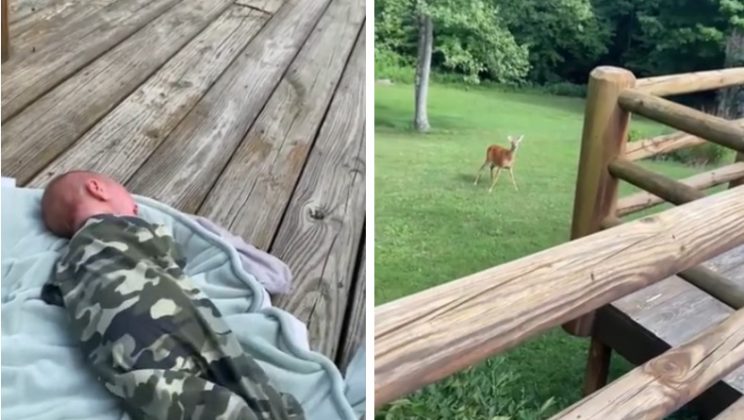 Curious momma deer hears baby crying and comes rushing in