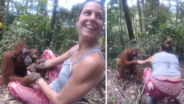 Friendly Orangutan Would Not Let Go a Female Tourist and Wanted to Take Her To Forest
