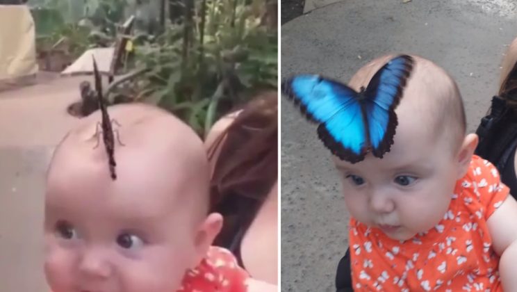 Butterfly Lands On Baby’s Head And Opens Its Wings To Form Dazzling Hat