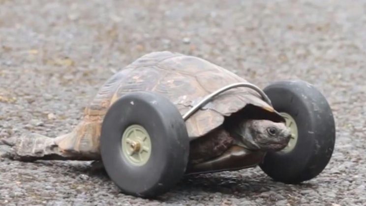 90-Year-Old Tortoise Whose Legs Were Eaten By Rats Gets Prosthetic Wheels And Goes Twice As Fast