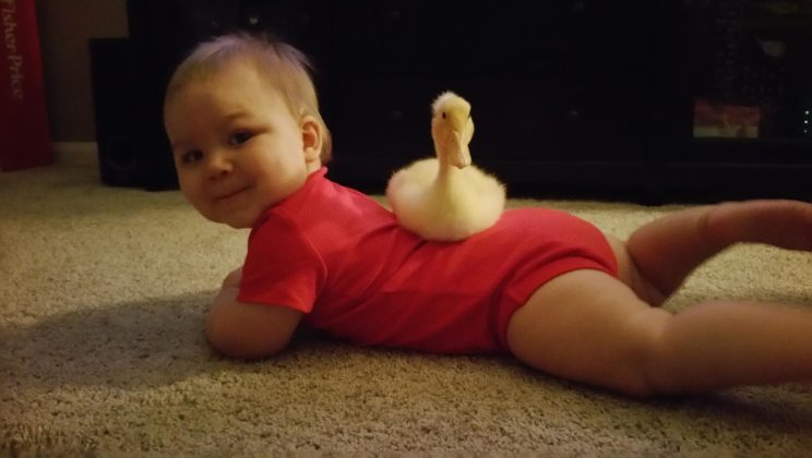 Loving Duck Won’t Let Anything Hurt His Favorite Little Human