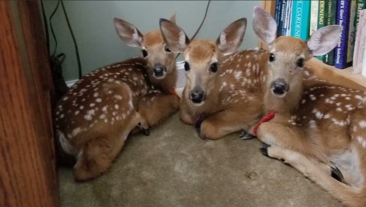 A woman left her porch door open during a storm – went inside and got the surprise of her life