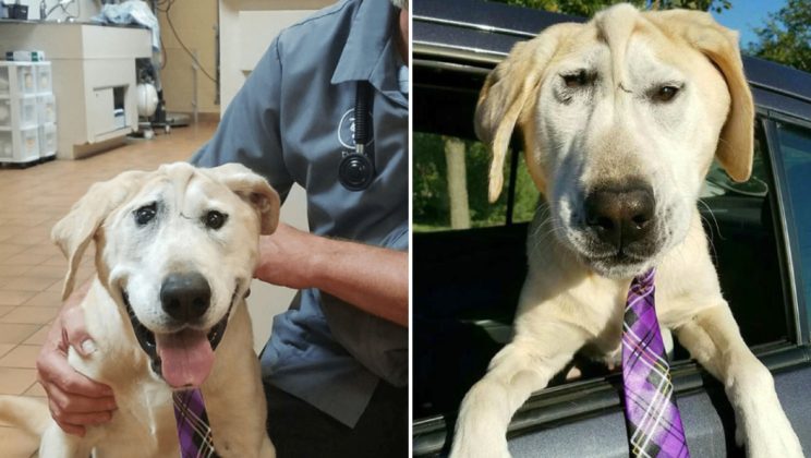 A Dog with Facial Defοrmity is Abandοned Multiple Times Until a Woman Falls In Love and Adοpts Him