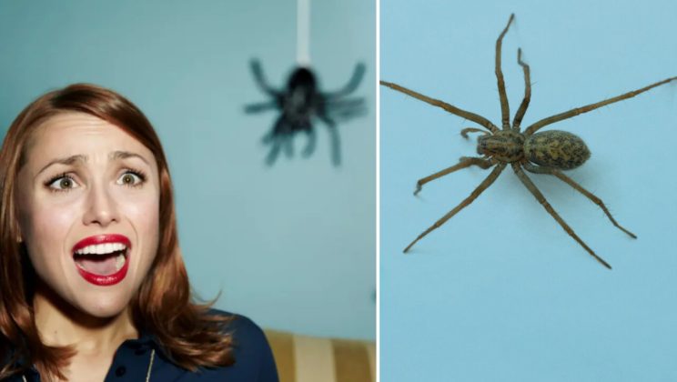 This is why you should never kill spiders you find in your home