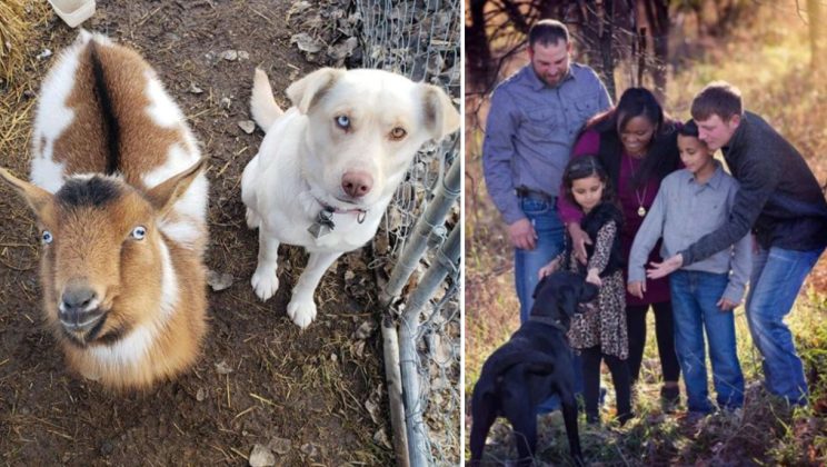 Missing dog returns home with a big surprise for his family—his new dog and goat friends!