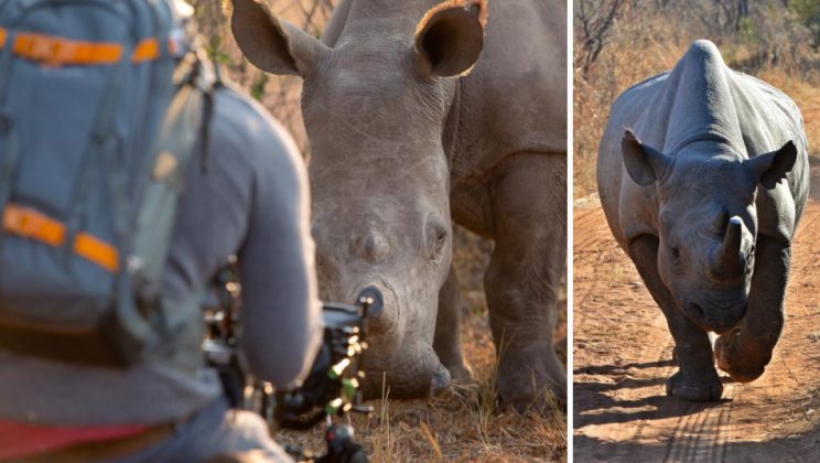 This Wild Rhino Walked Up To A Cameraman, And Demanded A Belly Rub