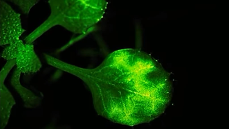Video shows how plants “talk” to each other in “real-time” and it’s beautiful
