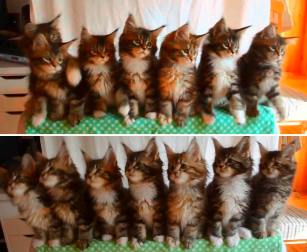 Kittens Can’t Stop Dancing to ‘Uptown Funk’: A Delightful Display of Feline Groove!
