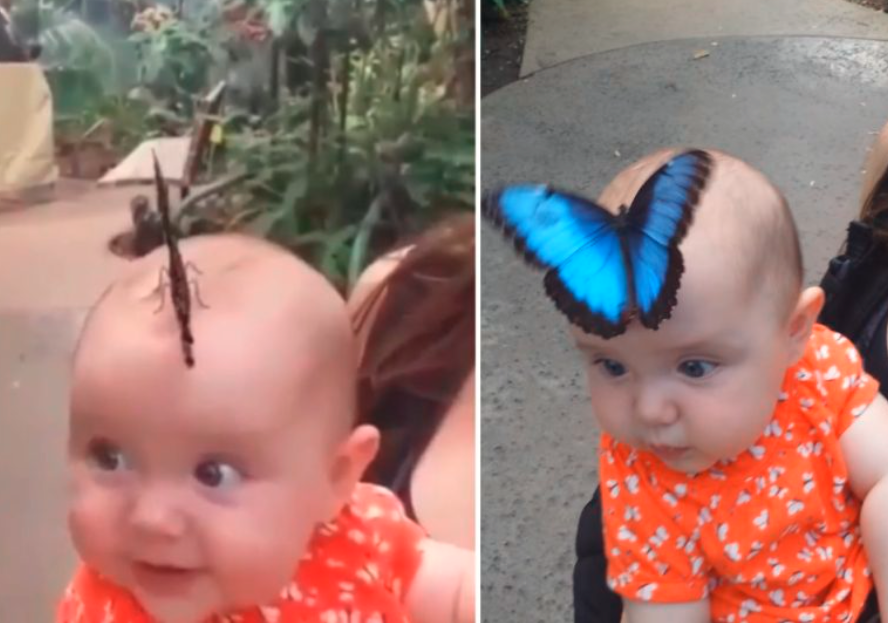 Butterfly Lands On Baby’s Head And Opens Its Wings To Form Dazzling Hat