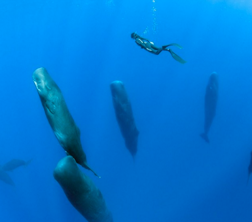 Talented photographer captured a rare sight of a pod of ten 40 ft sperm whales sleeping vertically.