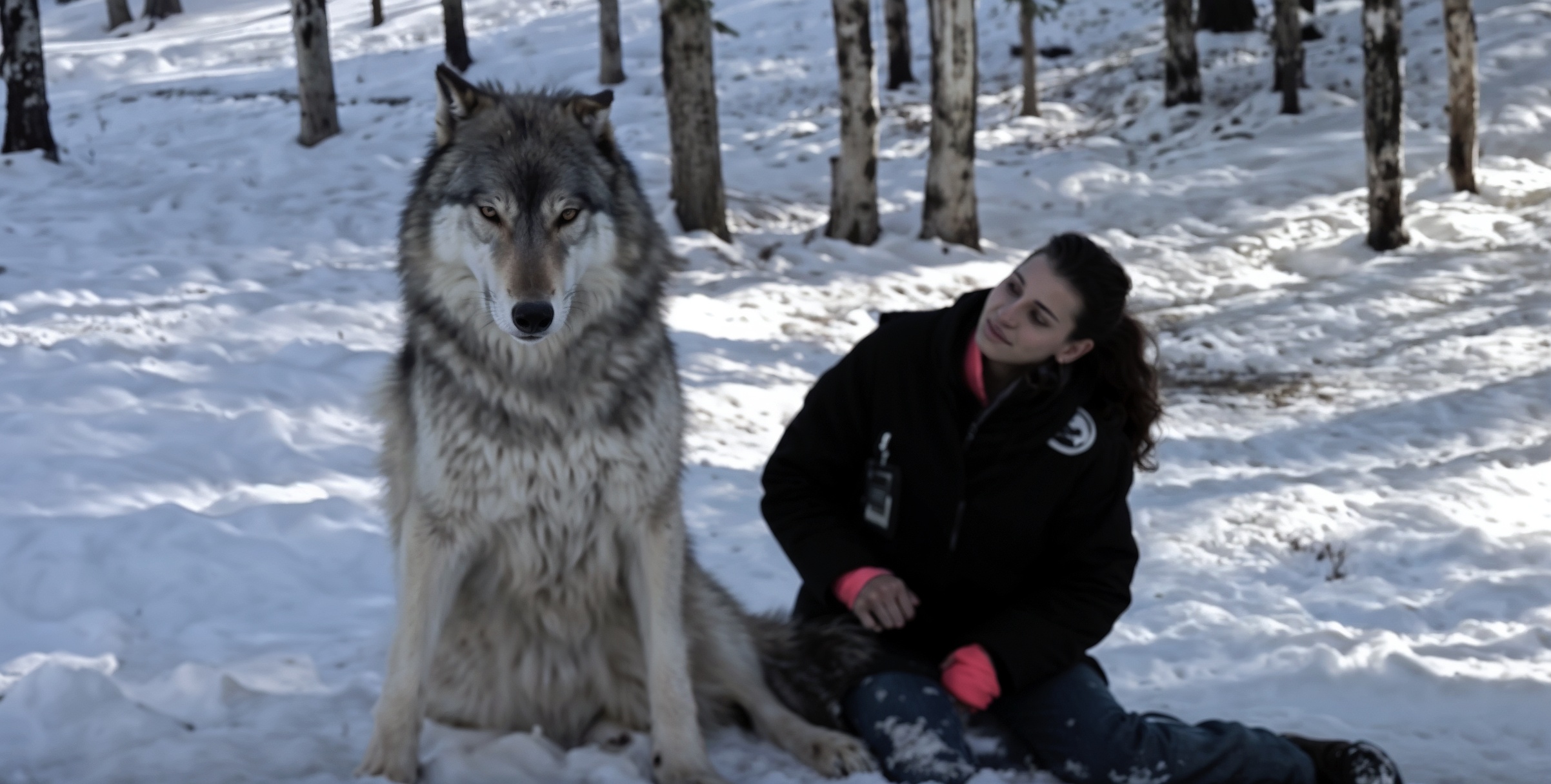 Giant Wolf Sits Down Next to This Lady—Watch the Moment When Their Eyes Meet