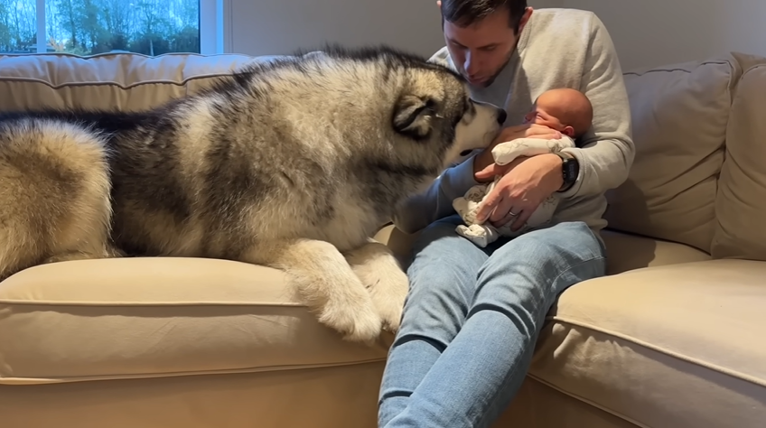 Giant Husky Has Heartwarming First Meeting with Tiny Newborn Baby